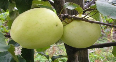 Popis odrůdy jablek ruská žena, vlastnosti zimní odolnosti a výnosu